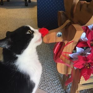 Meet your Posher, Shannon